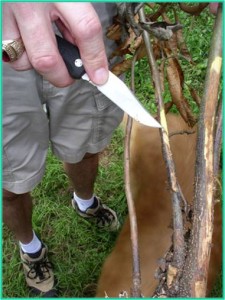 Phytophthora cinnamomi lesion coming up from roots into stem
