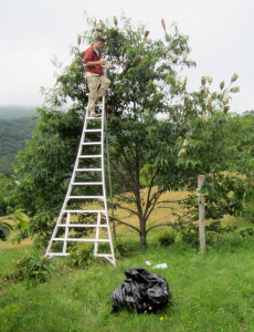 cataloocheeTree