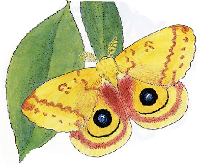 moth illustration